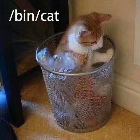 bincat.jpg